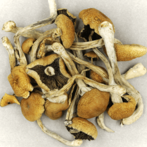 Malabar coast mushrooms in OR