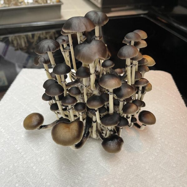 b+ psilocybe cubensis spores Online OR