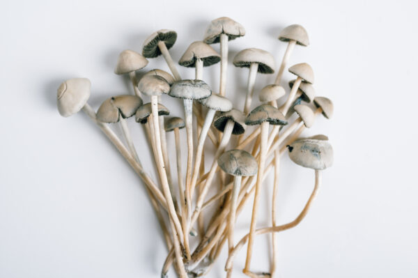 liberty cap shroomery online OR