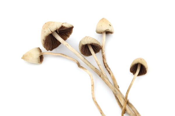 liberty cap shroomery online OR