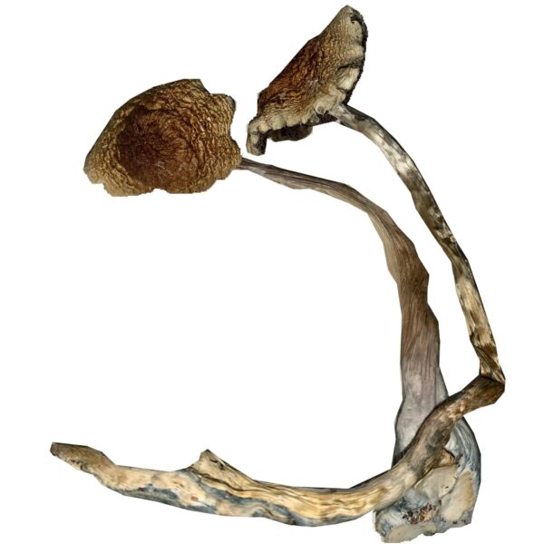 mazatapec mushroom spores in OR