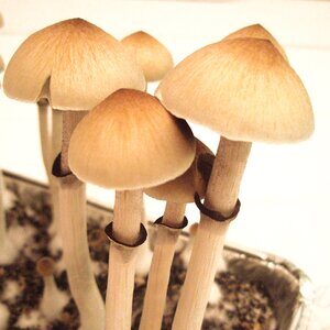 hawaiian mushrooms magic Adams