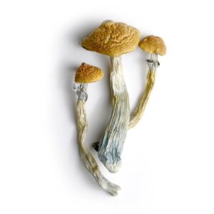 can you overdose on mushrooms in USA