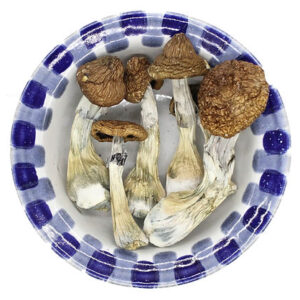BUY Blue Goba Magic Mushroom Online USA