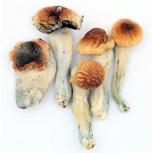 blue meanie mushroom spores OR
