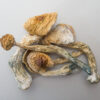 Albino a+ mushrooms Oregon