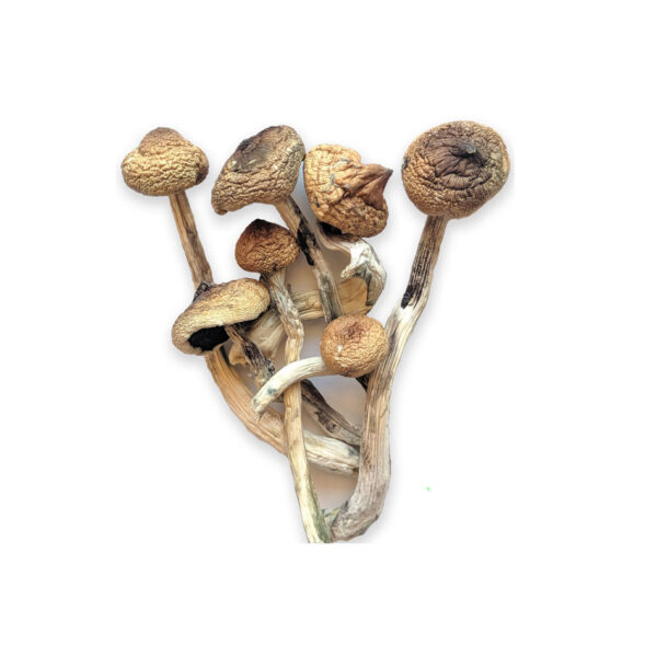 Golden Teacher Mushrooms For Sale Portland OR