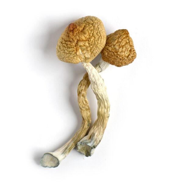 Golden Teacher Mushrooms For Sale Portland OR