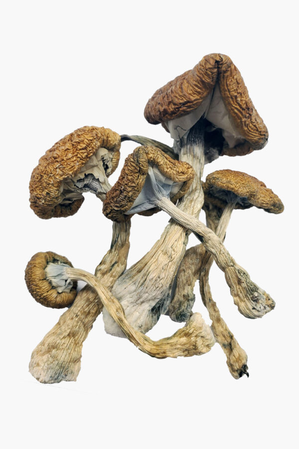 Cambodian magic mushrooms Oregon