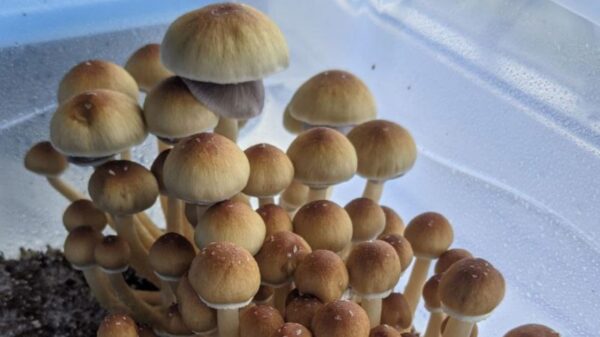 psilocybin mushrooms for sale Oregon