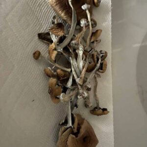 psilocybe azurescens dried for sale USA