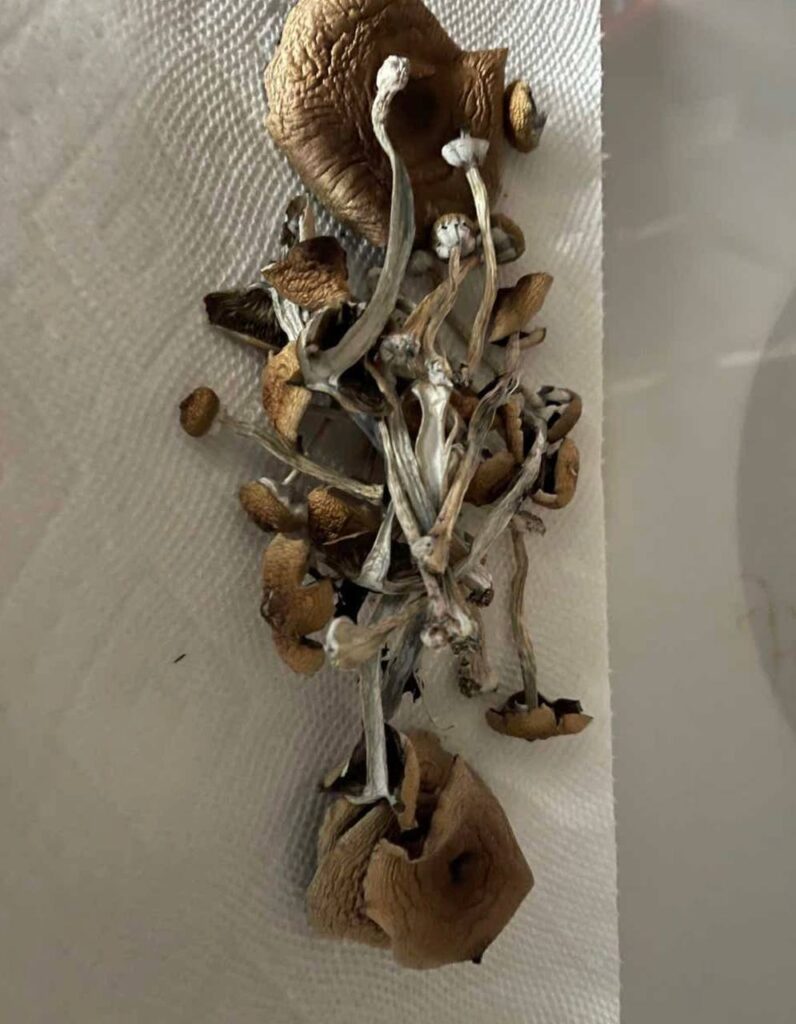 psilocybe azurescens dried for sale USA