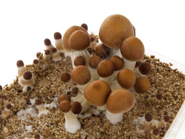 India Orissa Magic Mushrooms in Oregon USA