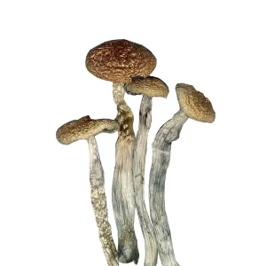 India Orissa Magic Mushrooms in Oregon USA