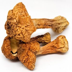 Brazilian magic mushrooms Oregon