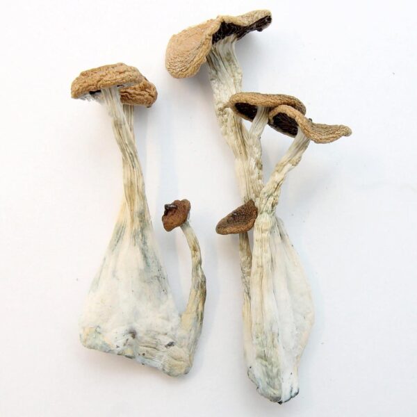Buy Alacabenzi magic mushroom Oregon
