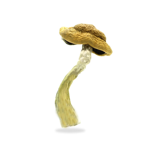 Buy Amazonian Mushroom in Oregon