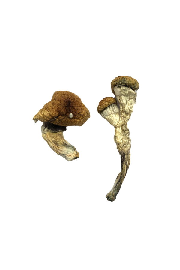 Buy Amazonian Mushroom in Oregon