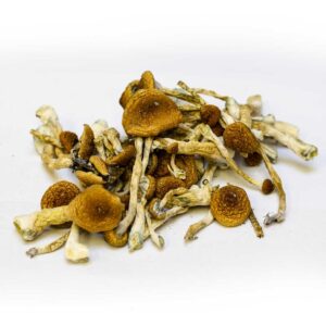 John Allen mushrooms in Oregon