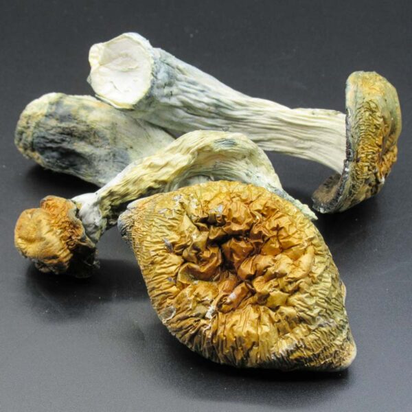 Aztec God Shroom Strain Oregon