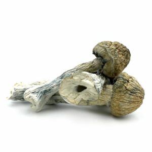 Chitwan cubensis for sale Oregon