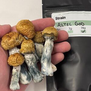 Aztec God Shroom Strain Oregon